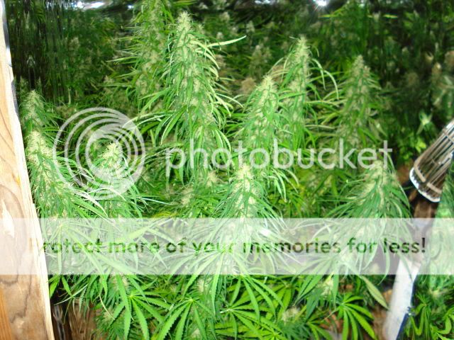 TSSLifeofPlant029.jpg
