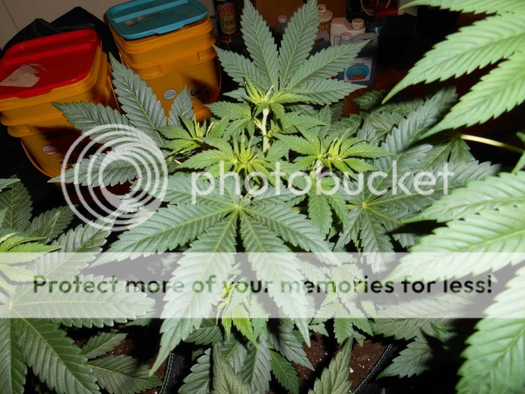 008_zpsc0c2ddb8.jpg