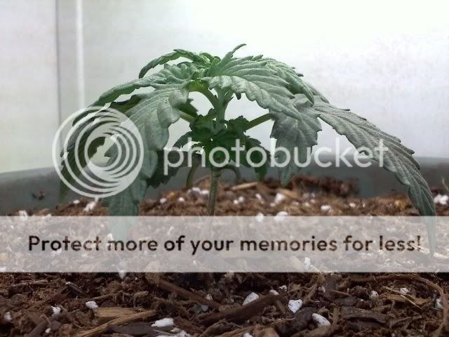 980a0050.jpg