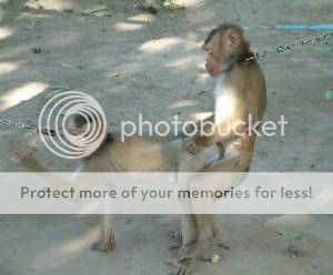 monkeybondage.jpg