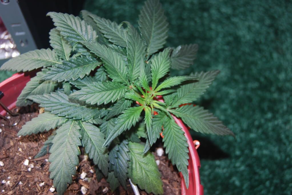 weed34002.jpg