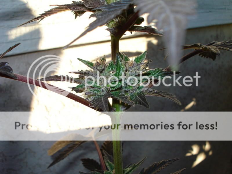 plant052.jpg