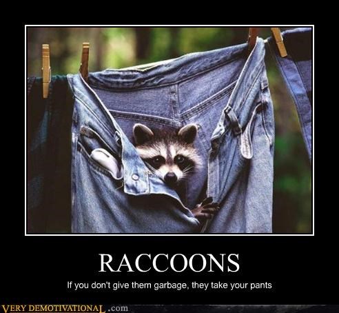 raccoons