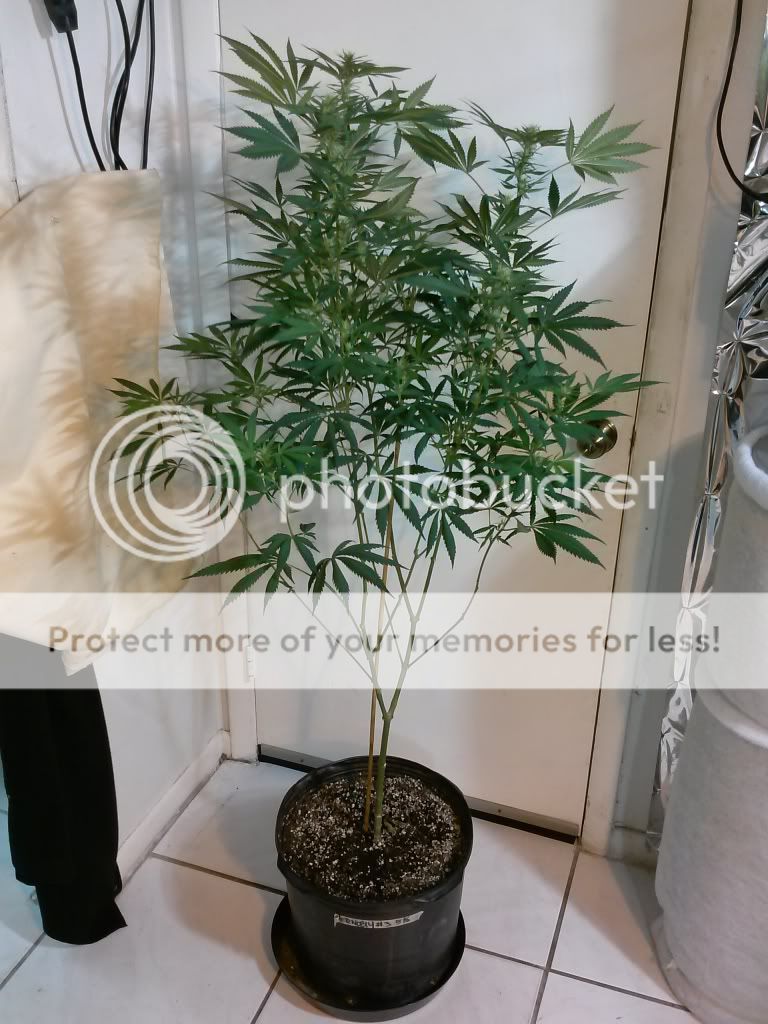 CAM00092_zps3ea49748.jpg
