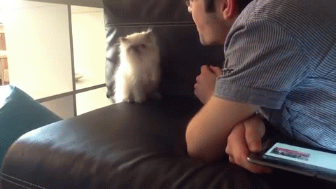 gifs_19.gif