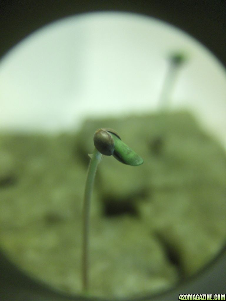 seedling33.jpg
