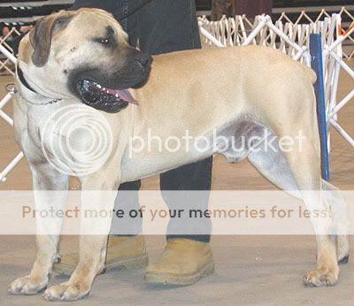 south_african_boerboel_h02.jpg