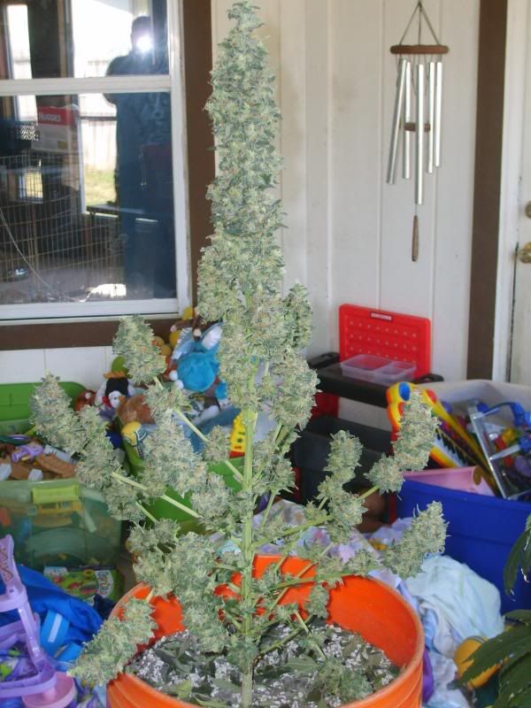10weeksharvest008.jpg