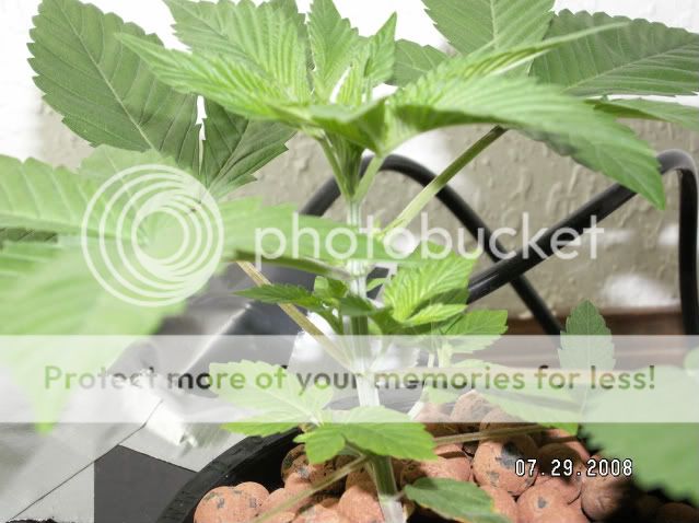 PICT0142.jpg