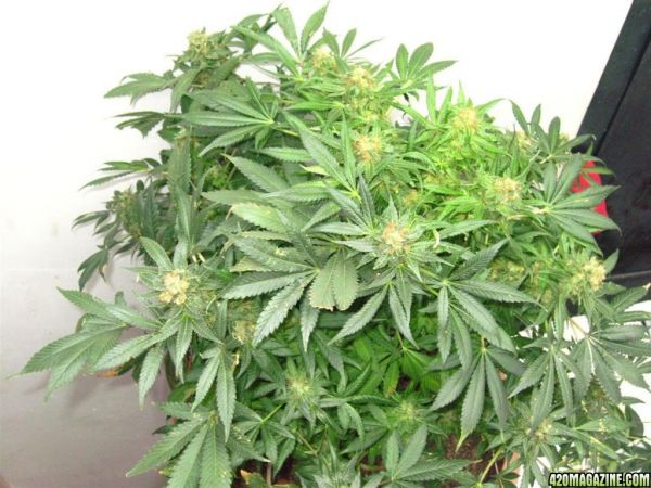Blueberry1_Harvest_16_.jpg