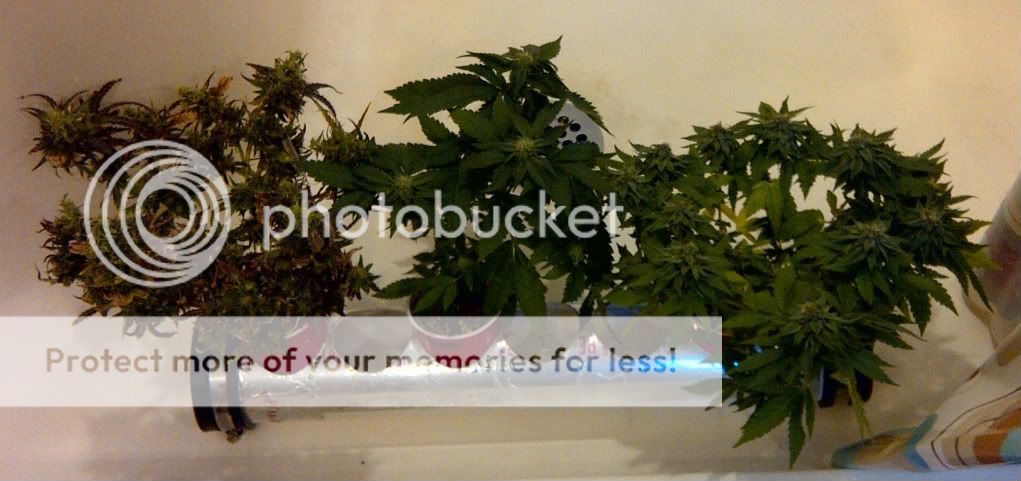 FlowerFamily.jpg