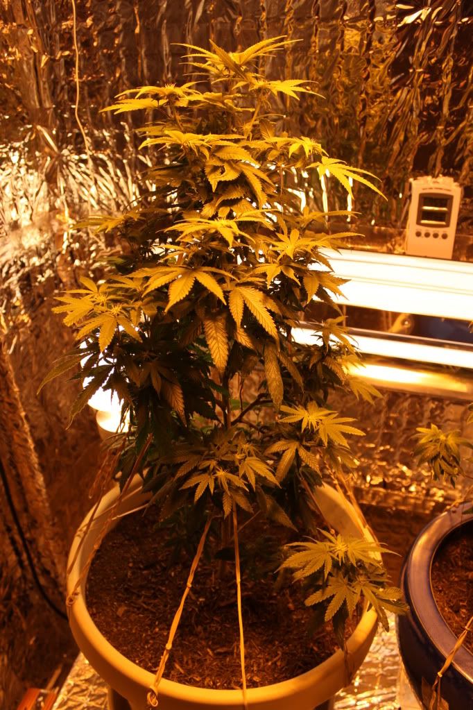 Plant42611.jpg