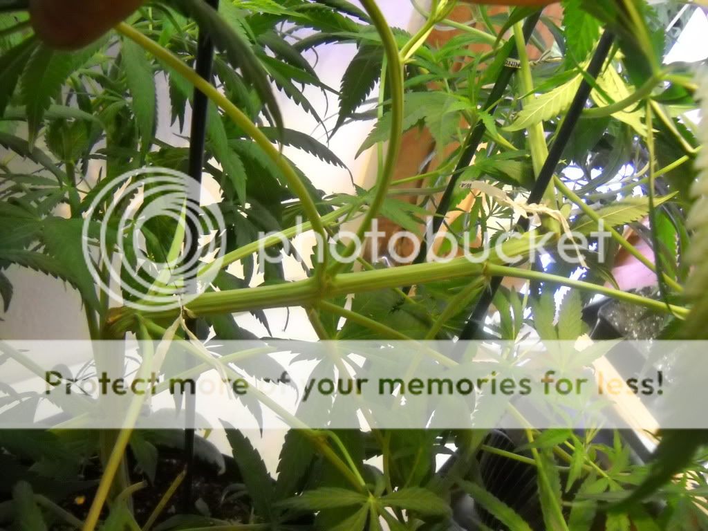 DSCN1022.jpg