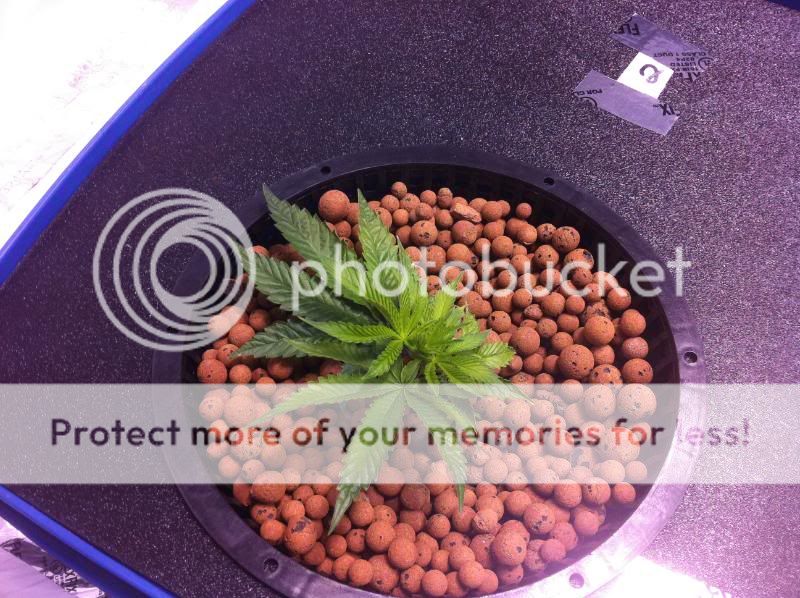 plant2end.jpg