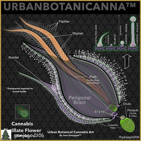 les-trichomes-du-cannabis.jpg