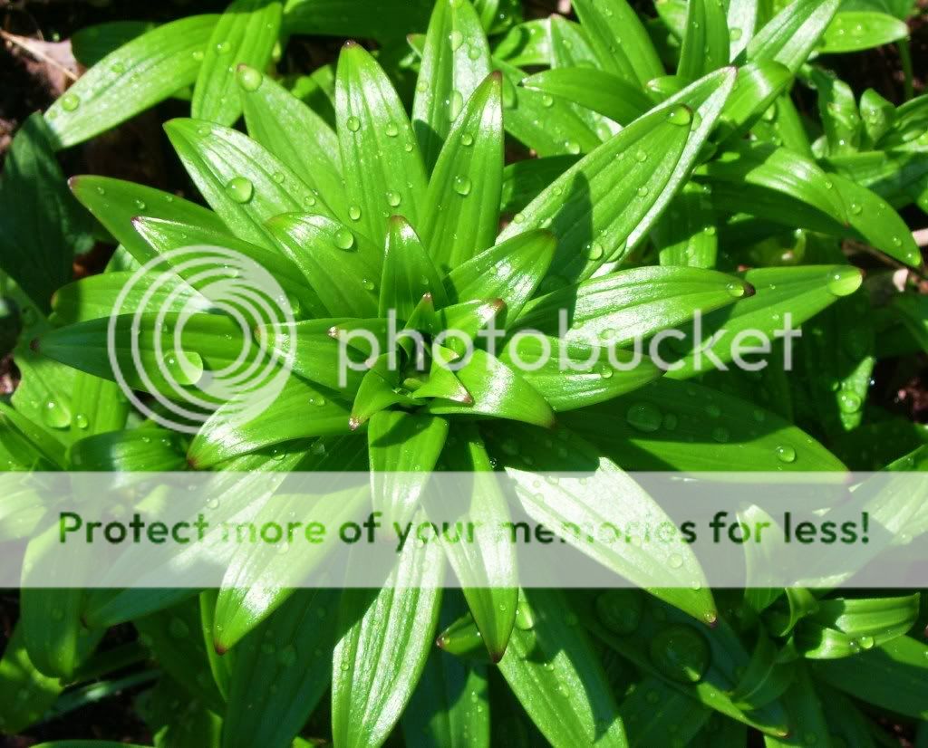 LilyLeaves.jpg