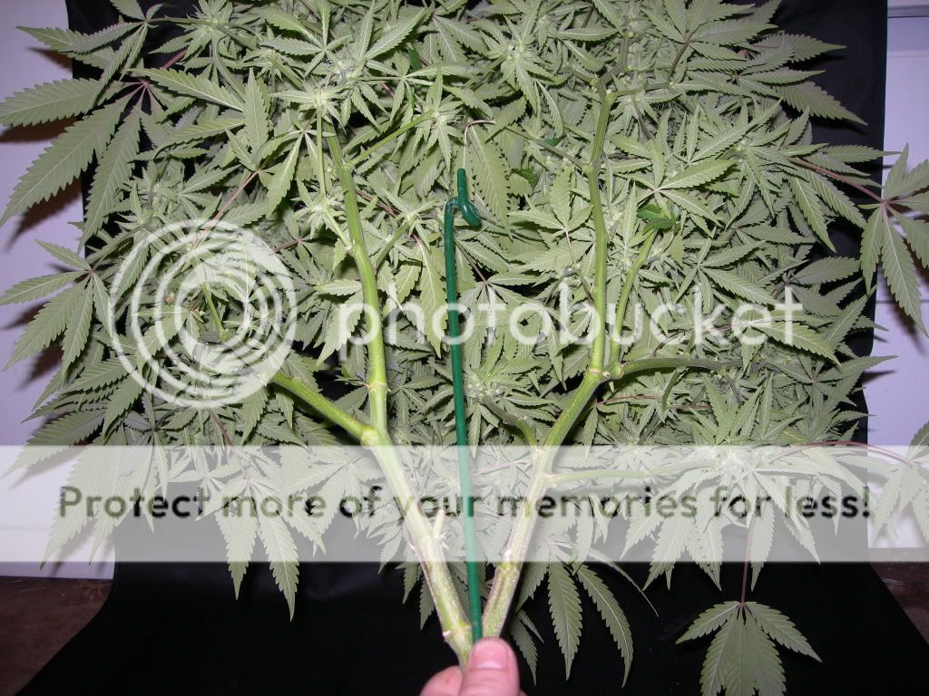 DSCN9408.jpg