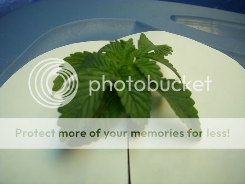 DSCN1851.jpg