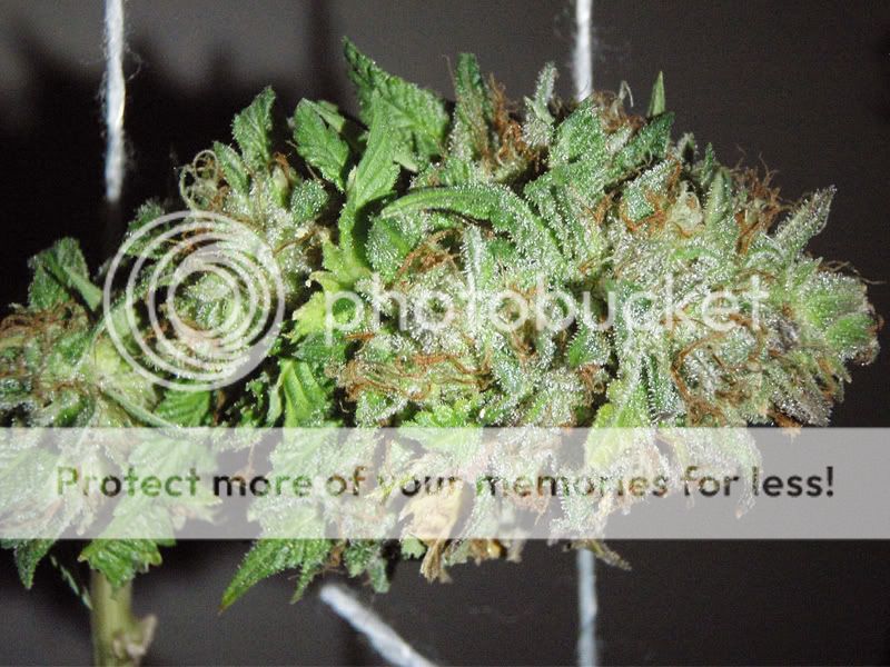 syntheticnug.jpg