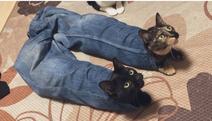 catpants-2-jpg.413918