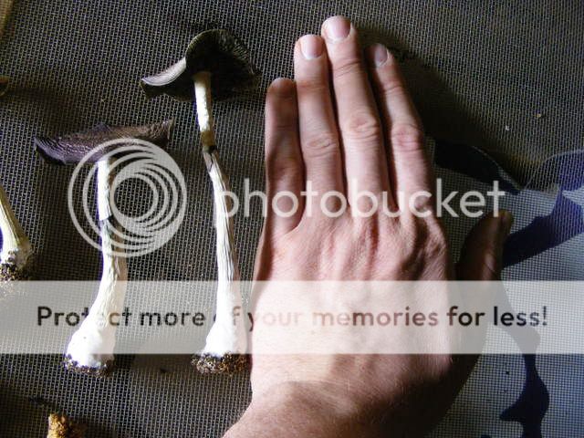 projects014-1.jpg