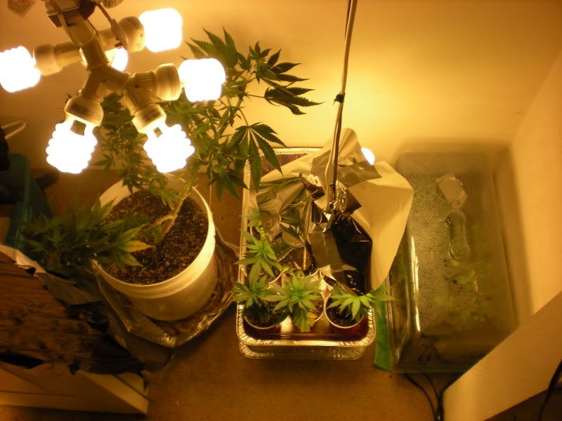 plants283.jpg