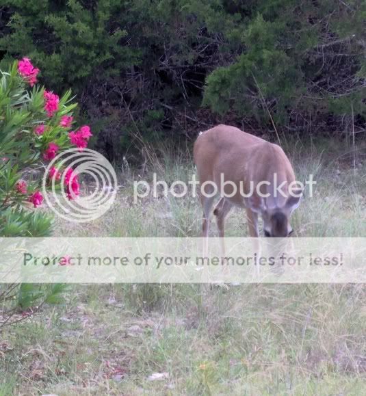 deerOurs.jpg