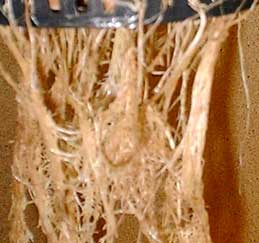 marijuana-root-rot_1.jpg