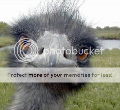 t1ostrich_funny_face_zpsc1e9ddd8.jpg