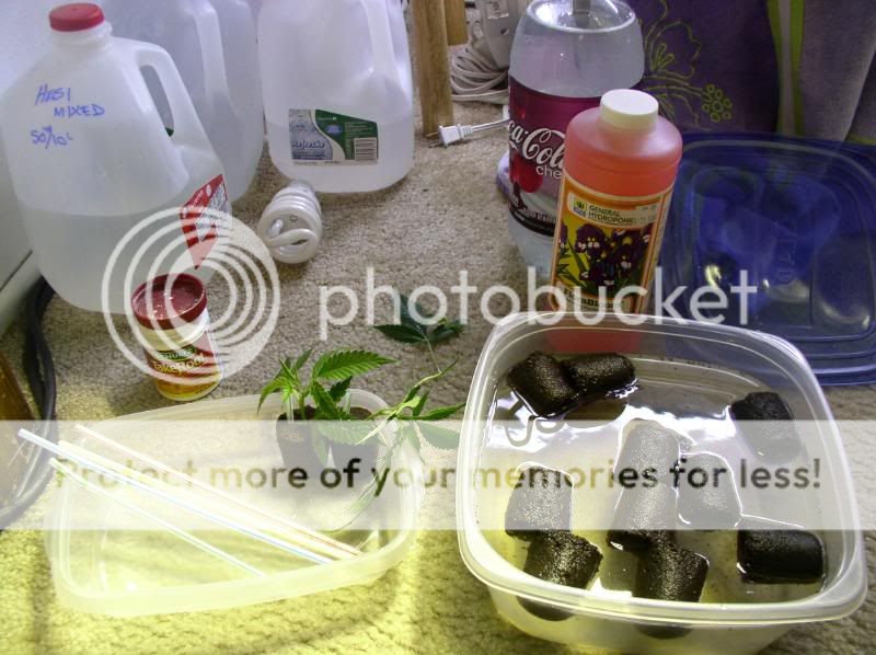 P1010032-1.jpg