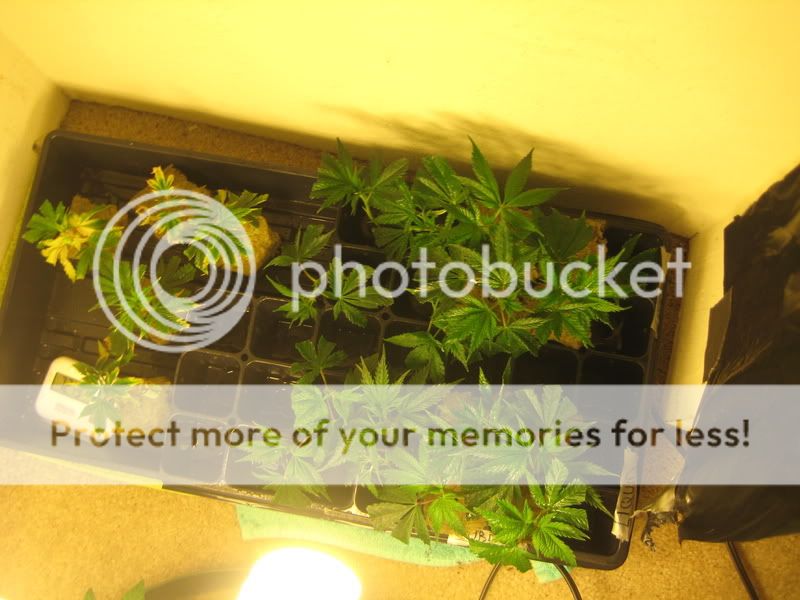 plants214.jpg