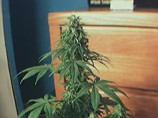1weektoharvest.jpg
