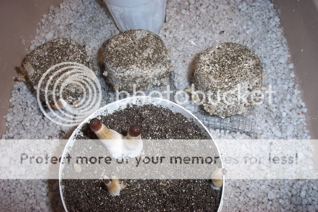 shroom002.jpg