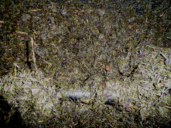 Mulch03-25-13_zps60cace16.png