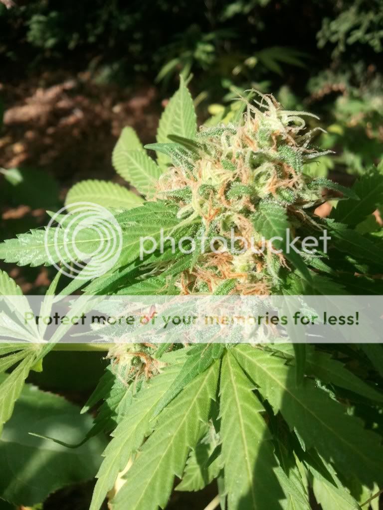WP_000366.jpg