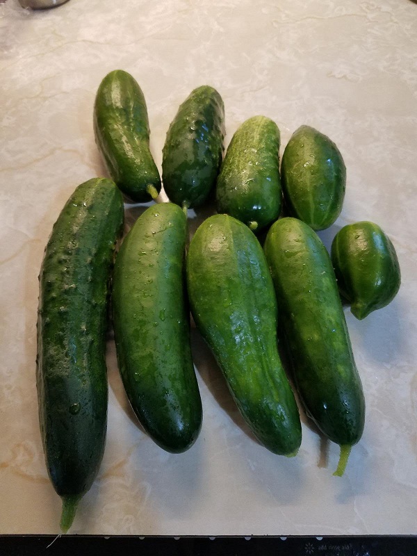 cucumbers1a.jpg