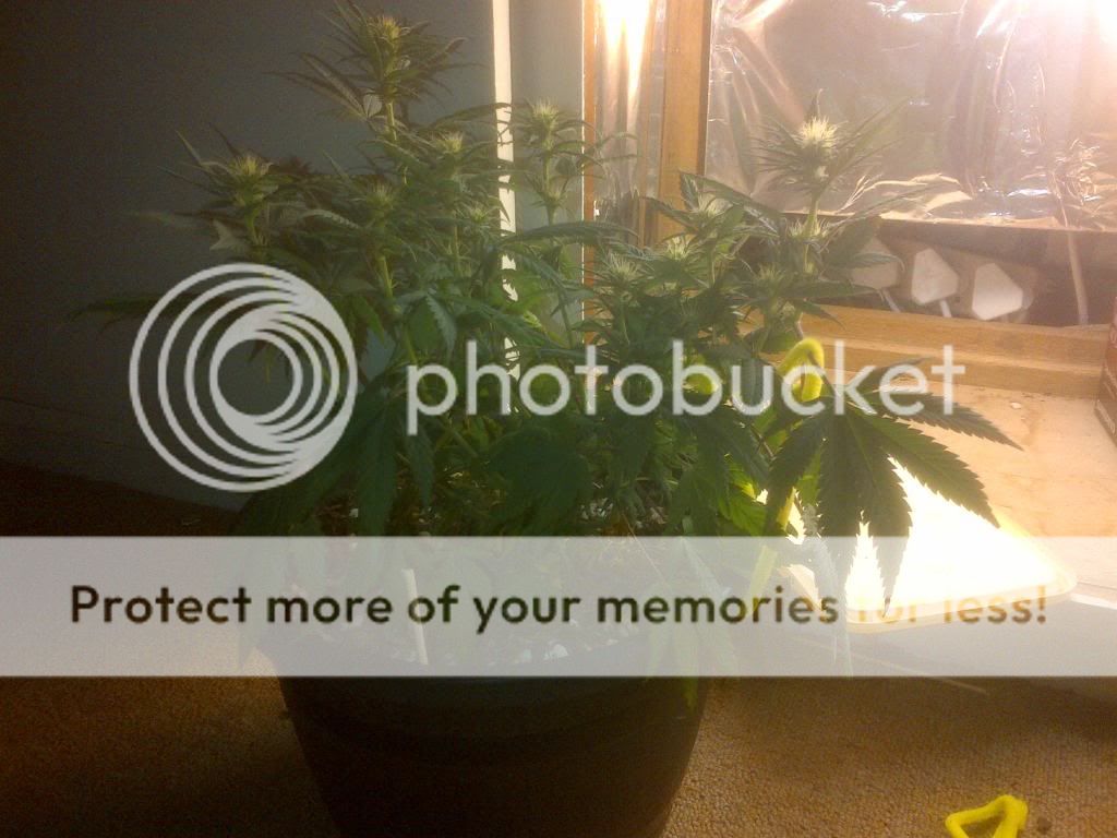 day206720day202220flower.jpg