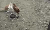200w.gif