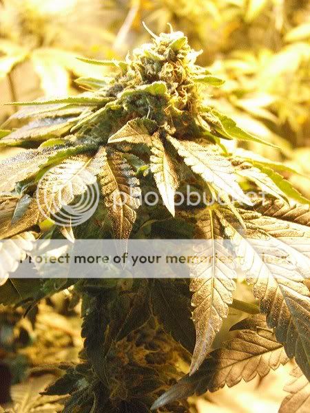 bkxmbsflowerjune1210_450x600.jpg
