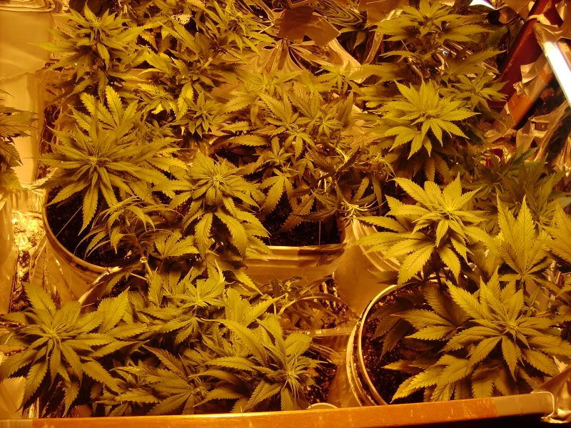 plants116.jpg