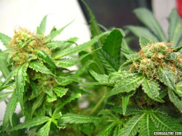 Blueberry1_Harvest_10_.jpg