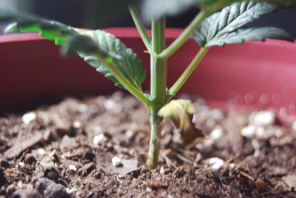 weed21003.jpg