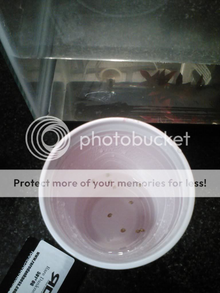 IMG023_zps39d0d938.jpg