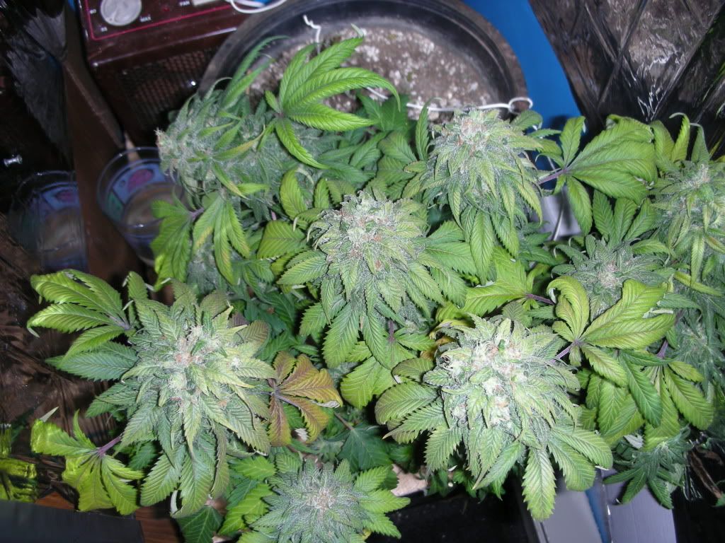 DSCN2197.jpg