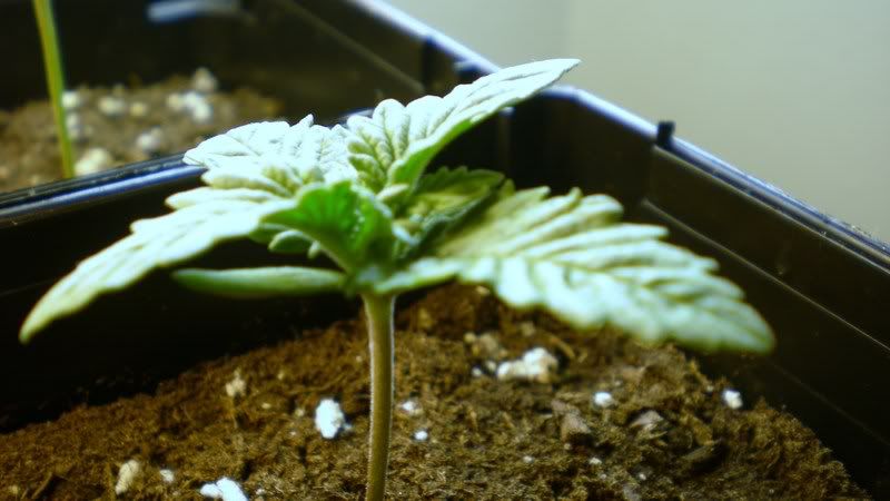 Plant2-4-August20th.jpg