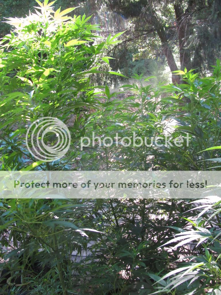 IMG_1850.jpg