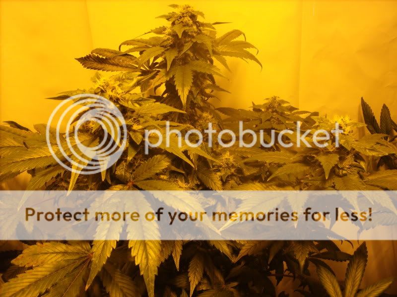 plants17006.jpg