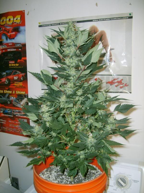 6weeksflowering004.jpg