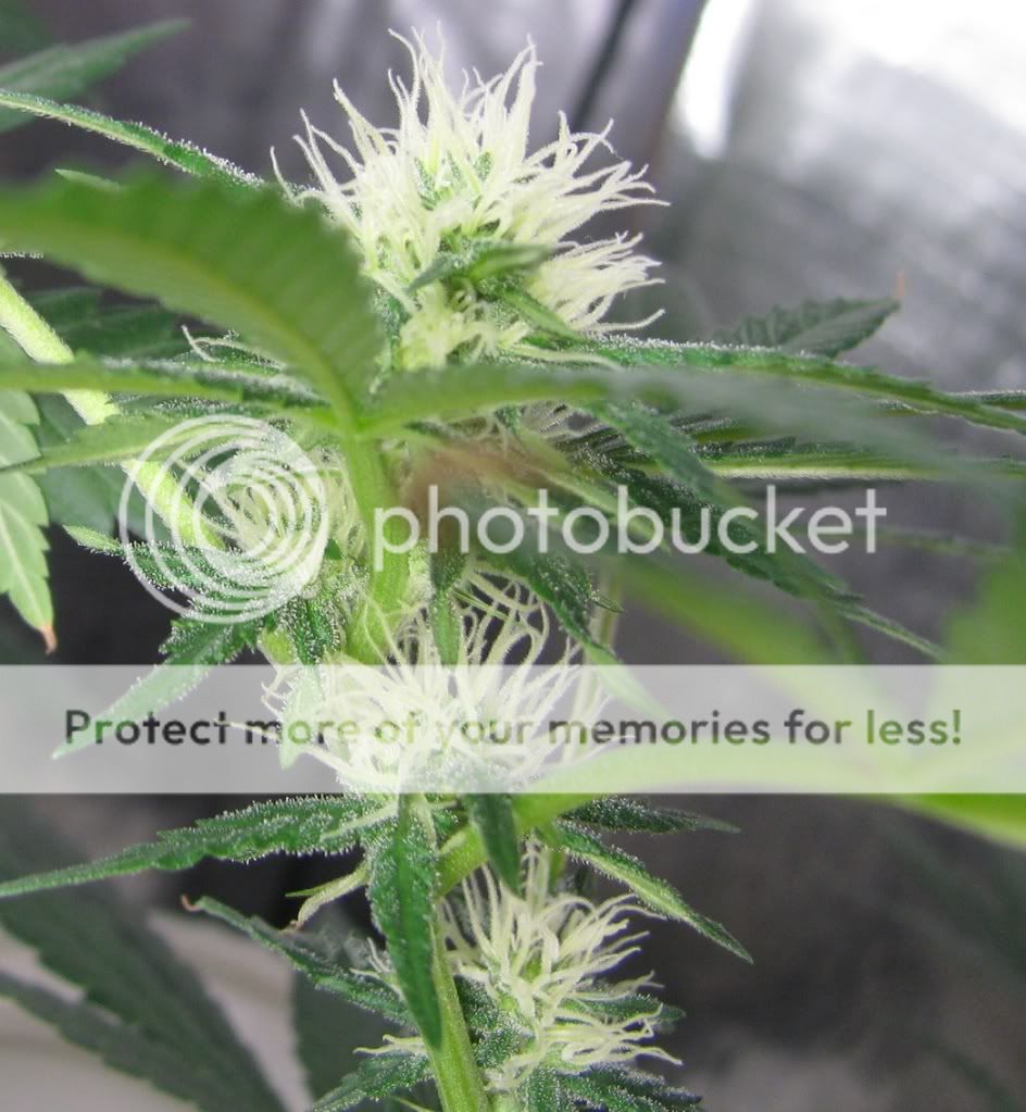 IMG_1716nugclose3.jpg