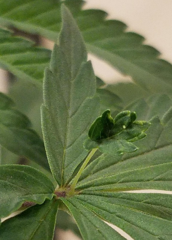 leaf.jpg